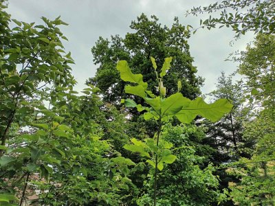 Magnolia macrophylla ssp. ashei - šácholan velkolistý 